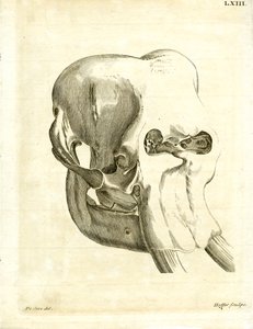 Elephant Skull by German School