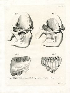Elephant Skulls