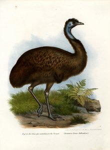 Emu