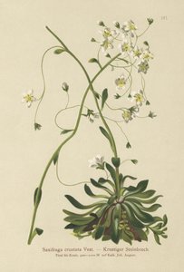 Encrusted Saxifrage by German School