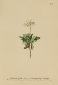 Entire Leaved Valerian by German School