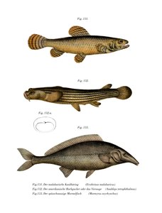 Erythrin of Malabar by German School
