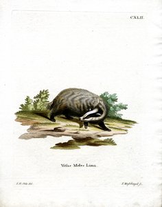 European Badger