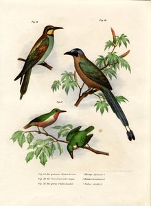 European Bee-Eater