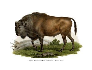 European Bison