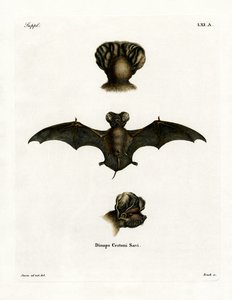 European Free-tailed Bat by German School