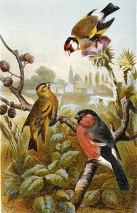European Goldfinch, Icterine Greenbul and Eurasian Bullfinch, plate from 