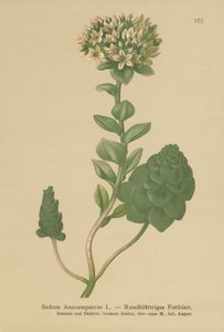 Evergreen Orpine