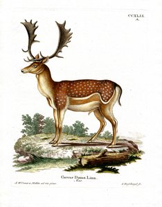 Fallow Deer by German School
