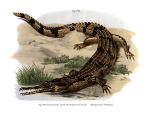 False Gharial