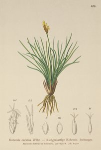 False Sedge