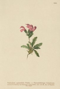 Fern-leaved Lousewort by German School