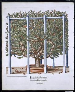 Ficus Indica Eystten from Hortus Eystettensis by Basil Besler, pub. 1613 by German School