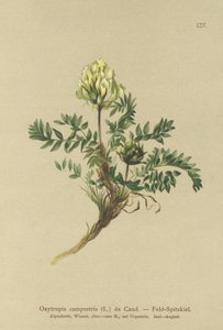 Field Locoweed
