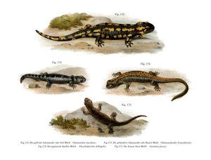 Fire Salamander