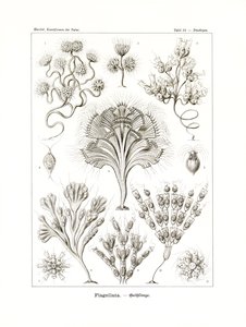 Flagellata by German School