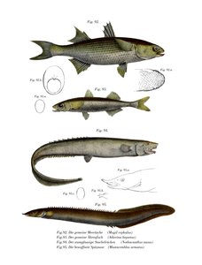 Flathead Mullet by German School