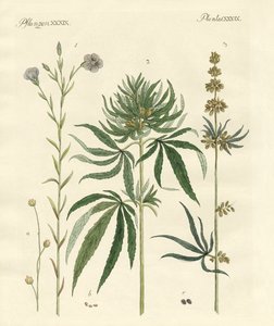 Flax and Hemp