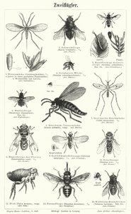 Flies by German School