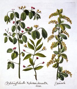 Fly Honeysuckle and Hawthorn, from Hortus Eystettensis by German School