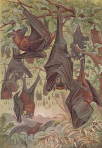 Flying Fox, plate from Brehms Tierleben