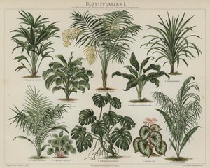 Foliage plants