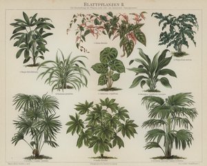 Foliage plants