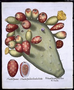 Folium Opuntia from Hortus Eystettensis by Basil Besler, pub. 1613