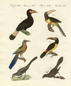 Foreign Birds