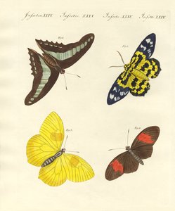Foreign Butterflies