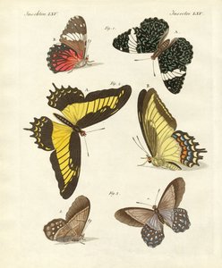 Foreign Butterflies by German School