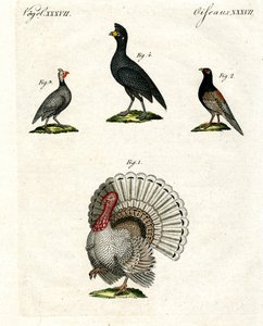 Foreign Domestic Poultry by German School