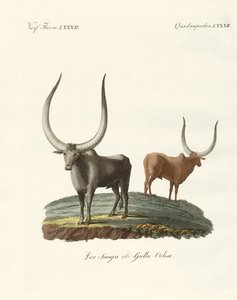 Foreign mammals by German School
