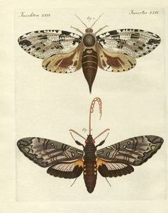 Foreign moths by German School
