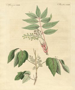 Foreign poisonous plants by German School