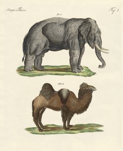 Four-Footed Animals by German School