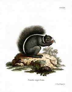 Fox Squirrel
