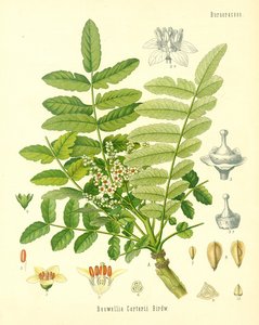 Frankincense, illustration from Koehler