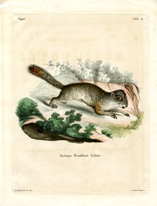 Franklin