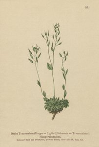 Frigid Whitlow-grass by German School