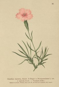 Fringed Pink
