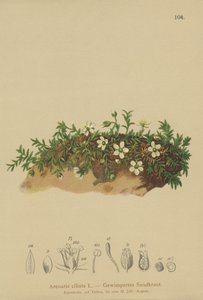 Fringed Sandwort