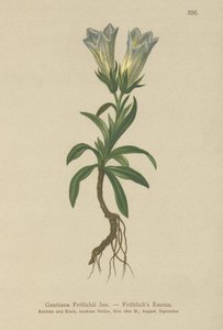 Froelichs Gentian