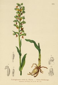 Frog Orchid by German School
