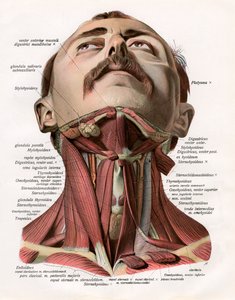 Frontal View of the Muscles and Glands of the Human Neck by German School