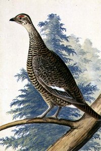 Game Bird by German School