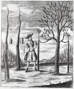 Gardening and Plant Maladies, an Illustration from 