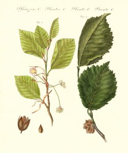 German Woodtrees by German School