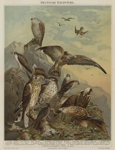 German birds of prey