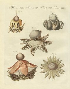 German Geaster by German School